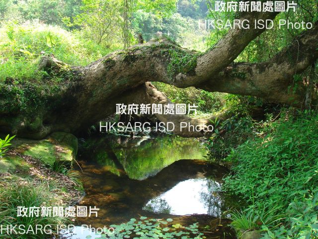 Sha Lo Tung has diverse habitat types including fung shui woodland, secondary woodland, agricultural land, grassland, shrubland, marshes and streams.
