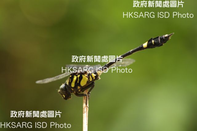 With marshes, streams and woodland, Sha Lo Tung (SLT) is renowned as a sanctuary for dragonflies, and has more dragonfly species recorded than any other site in Hong Kong. Photo shows a dragonfly species of conservation value found in SLT - the Chinese tiger.
