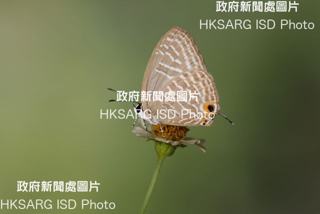 Sha Lo Tung (SLT) is an important habitat for butterflies. Photo shows a very rare butterfly species found in SLT - the metallic cerulean.
