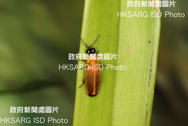 Sha Lo Tung (SLT) offers a prime habitat for freshwater fish, mammals, amphibians, reptiles and birds. Photo shows a species of firefly found in SLT - Abscondita terminalis.
