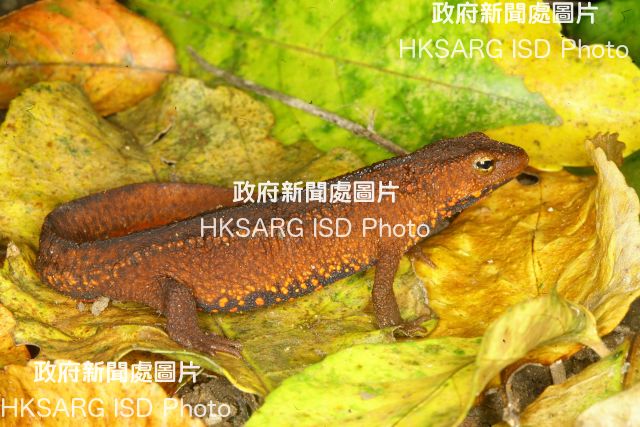 Sha Lo Tung (SLT) offers a prime habitat for freshwater fish, mammals, amphibians, reptiles and birds. Photo shows a Hong Kong newt, which is found in SLT.