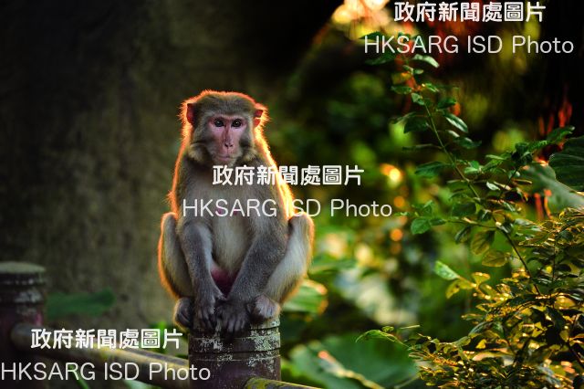 The Year of the Monkey in 2016 brought into focus Hong Kong's own primate population in the hills behind Kowloon, where there are about 2,000 monkeys - the Rhesus Macaques, Long-tailed Macaques and their hybrids, such as this adult female. 