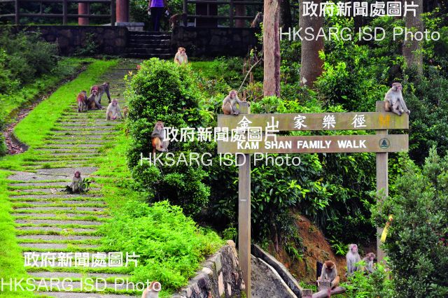 Kam Shan Country Park is a natural habitat for Hong Kong's monkeys, as are Lion Rock and Shing Mun country parks.