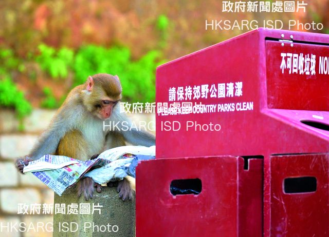 The Agriculture, Fisheries and Conservation Department explores a new bin design to keep the primates from rummaging the rubbish.