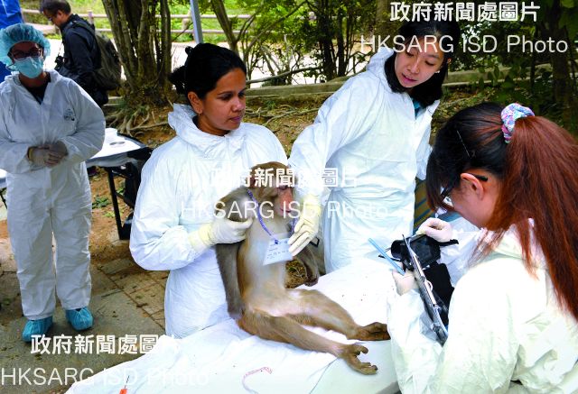Veterinarians under the Ocean Park Conservation Foundation conduct medical check-ups to manage the macaque population.