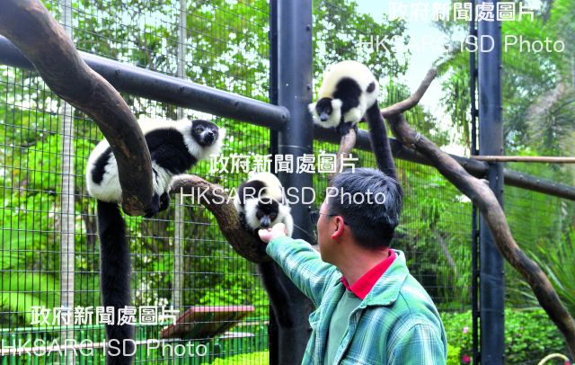 Rare species, the Black and White Ruffed Lemur, call the Hong Kong Zoological and Botanical Gardens home.