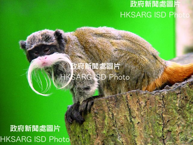 Rare species, the Emperor Tamarin, call the Hong Kong Zoological and Botanical Gardens home.  