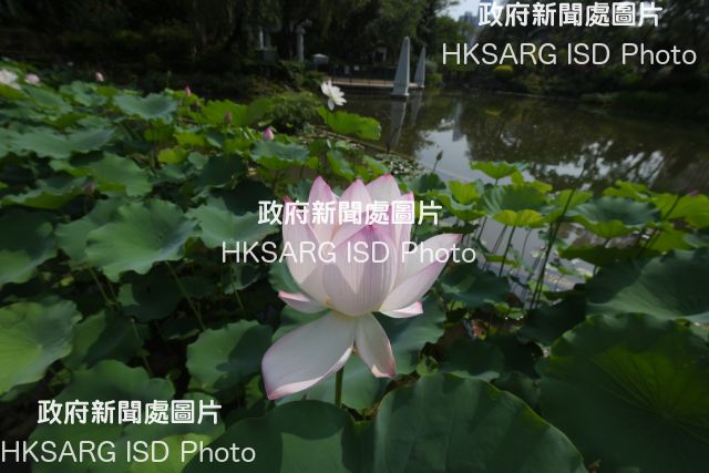 Photos of Lotus flower at Shing Mun Valley Park 