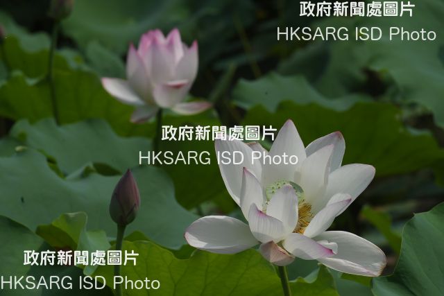 Photos of Lotus flower at Shing Mun Valley Park 