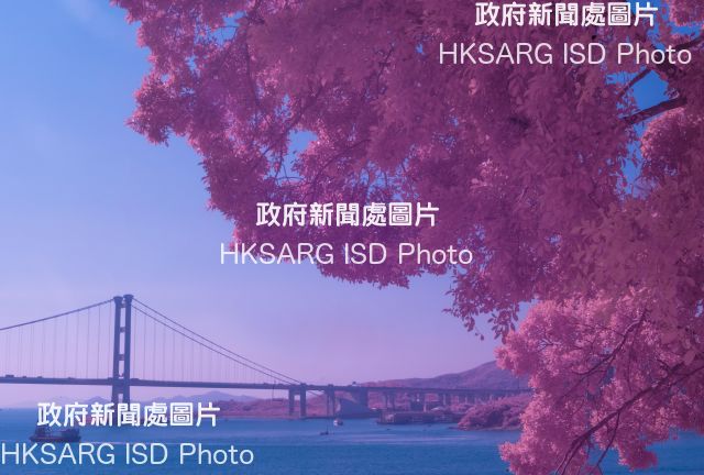These scenes, captured by our photographers with infrared (IR) cameras reveal scenes the human eye cannot see because infrared light is beyond our visible spectrum. But IR cameras, which can see the IR range (700 - 1200 nanometers), expose a surreal Hong Kong. IR photography is not new: it was around during WWI. Some animals, such as certain insects, snakes, fish and frogs have IR vision.
