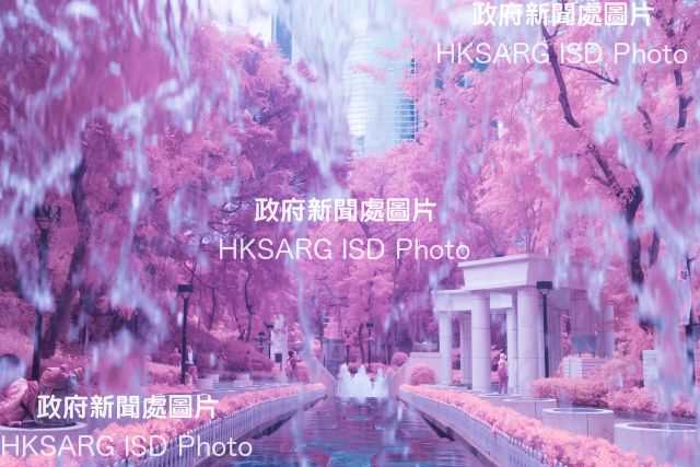 These scenes, captured by our photographers with infrared (IR) cameras reveal scenes the human eye cannot see because infrared light is beyond our visible spectrum. But IR cameras, which can see the IR range (700 - 1200 nanometers), expose a surreal Hong Kong. IR photography is not new: it was around during WWI. Some animals, such as certain insects, snakes, fish and frogs have IR vision.