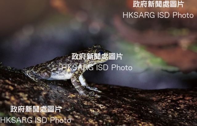 Hong Kong Cascade Frog.

