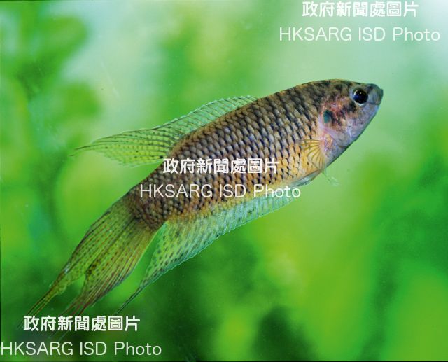 Hong Kong Paradise Fish, the only freshwater fish named after Hong Kong.